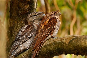 Papuan frogmouth