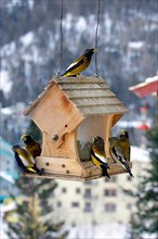 Evening Grosbeak