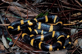 Wolf tooth snake
