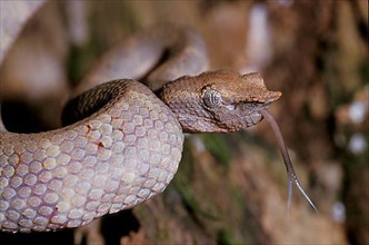 Flat-nosed pit viper