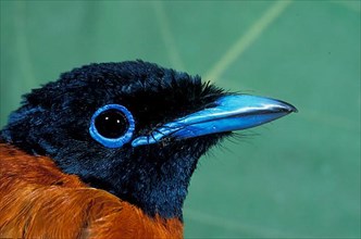 Red-bellied Paradise Flycatcher