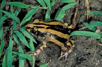 Striped frog