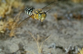Australian gyro wasp