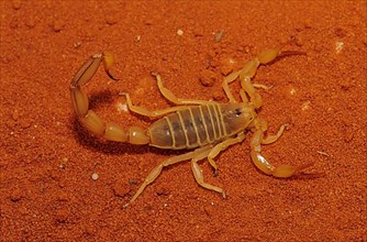Mediterranean Scorpion