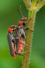 Common soft-shell beetle