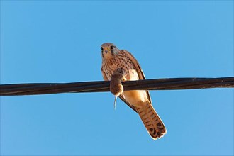 Kestrel with mouse