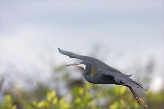 Western reef heron