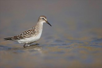 White-rumped Sandpiper