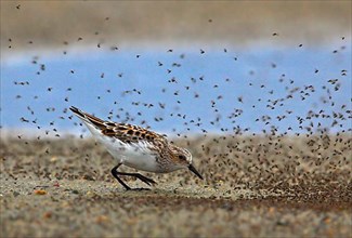 Little stint