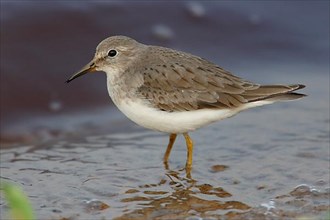 Temminck's stint