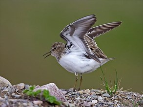 Temminck's stint