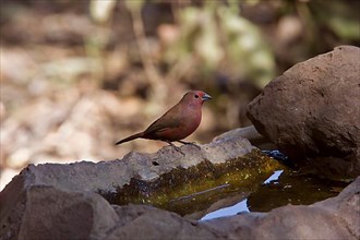 Male Jameson's Fire Finch at the Drinking Pool