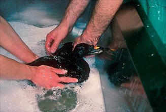 RSPCA officers cleaning oiled Common Scoter