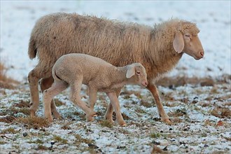 Domestic Sheep with lamb
