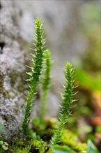 Thorny moss fern