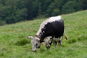 Vosges cattle