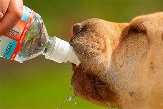 Dog drinking from bottle