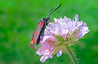 (Zygaena) ephialtes