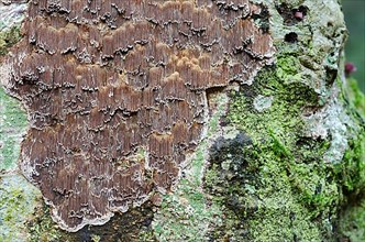 Multifaceted Schillerporling