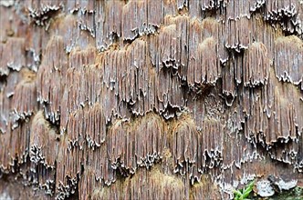 Multifaceted Schillerporling