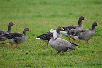Greylag Geese and Bar-headed Goose Hybrid