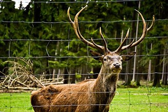 Red deer in enclosure