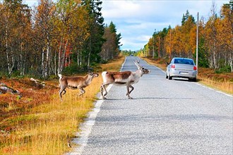 Reindeer crossing the road