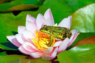 Edible Frog on water lily