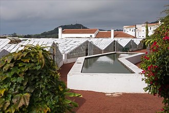 Pineapple plantation