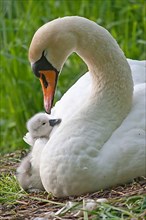 Mute swan with chicks