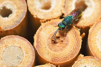 Blue-green gold wasp