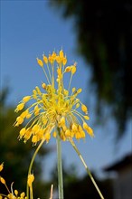 Yellow leek
