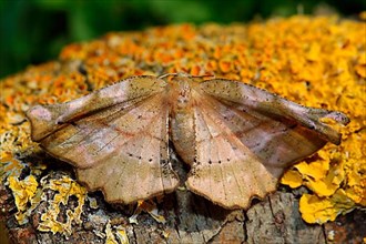 Lilac moth