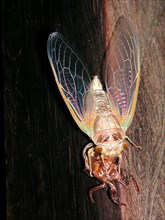 Hatching of a Song Cicada