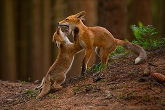 Red fox with young