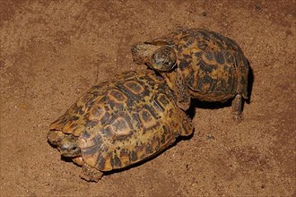 Pacific tortoise