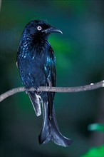 Hairy-hair-crested drongo