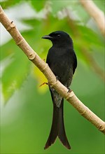 White-vented Drongo
