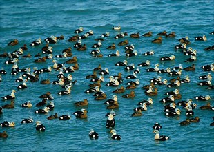 King Eider Duck Massed flock