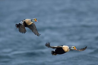 King Eider two adult males