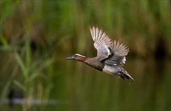 Garganey