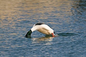 Common merganser