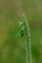 Striped Timor Grasshopper