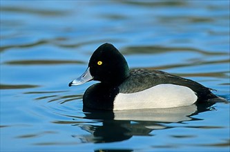 Pacific Greater Scaup