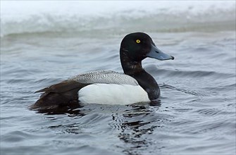 Greater greater scaup