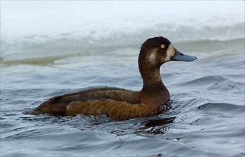Greater greater scaup