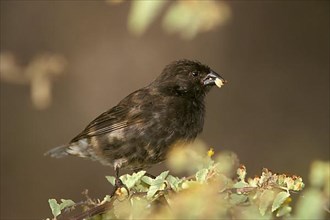 Small Ground Finch