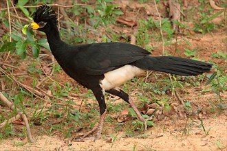 Bare-faced curassows