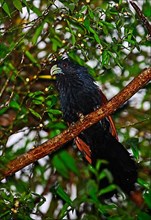 Ceylon Cuckoo