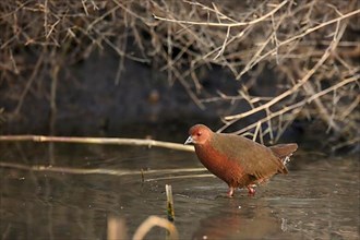 Red-breasted Crake